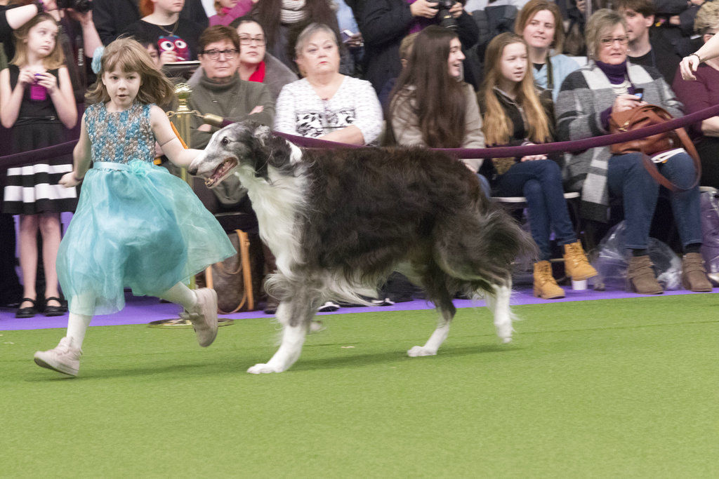 Westminster Dog Show Young Handlers